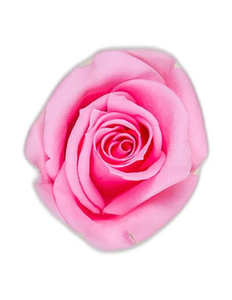 Têtes de rose stabilisées mini blanches dans leur boîte
