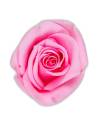 Têtes de rose stabilisées mini blanches dans leur boîte