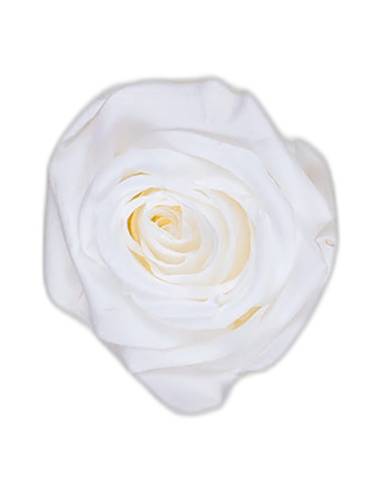 Têtes de rose stabilisées mini lilas clair dans leur boîte