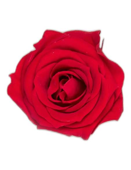 Têtes de roses éternelles Princess, boîte de 16, vue 2 sur 60