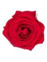Têtes de roses éternelles Princess, boîte de 16, vue 2 sur 60