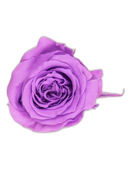 Têtes de roses éternelles Princess, boîte de 16, vue 5 sur 60