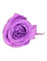 Têtes de roses éternelles Princess, boîte de 16, vue 5 sur 60