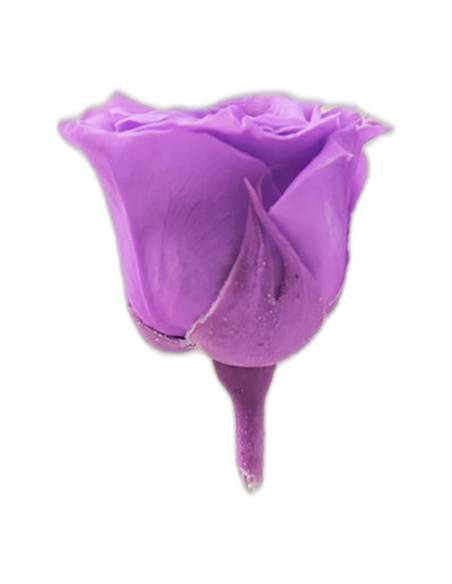 Têtes de roses éternelles Princess, boîte de 16, vue 6 sur 60