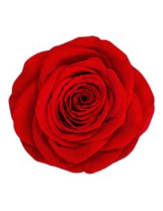 Tête de rose éternelle Queen rouge, vue de dessus
