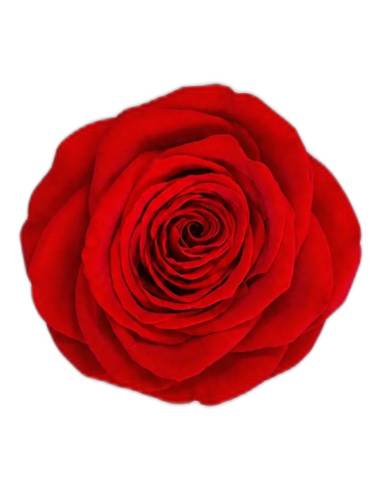Tête de rose éternelle Queen rouge, vue de dessus