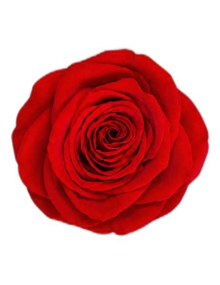 Tête de rose éternelle Queen rouge, vue de dessus
