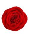 Tête de rose éternelle Queen rouge, vue de dessus