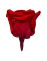 Tête de rose éternelle Queen rouge, vue de profil sans tige