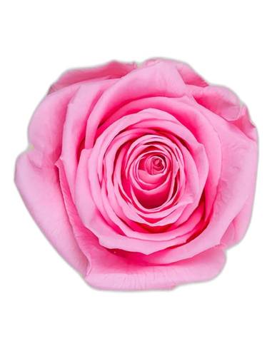 Tête de rose éternelle Queen rose pâle, vue de dessus
