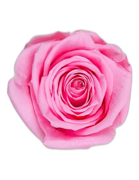 Tête de rose éternelle Queen rose pâle, vue de dessus
