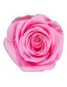 Tête de rose éternelle Queen rose pâle, vue de dessus