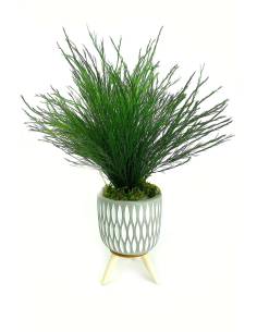 Mood Amadora - Mini Tree Fern