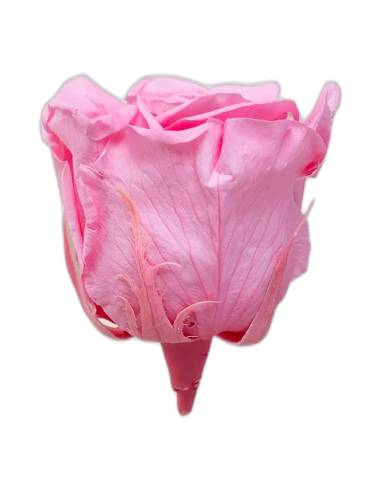 Tête de rose éternelle Queen rose pâle, vue de profil sans tige