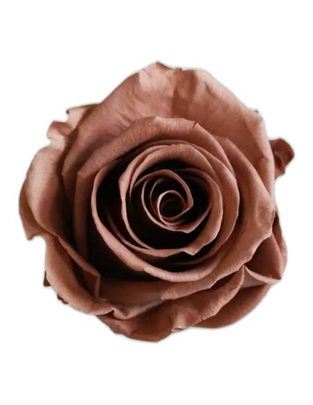 Tête de rose éternelle standard moka cacao, vue de dessus