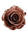 Tête de rose éternelle standard moka cacao, vue de dessus