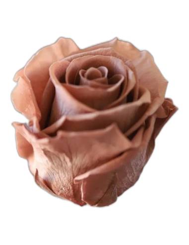 Tête de rose éternelle standard moka cacao, vue de profil sans tige