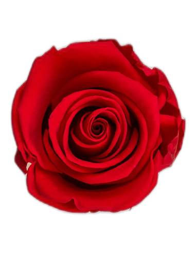 Tête de rose éternelle standard rouge, vue de dessus