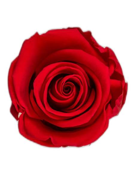 Tête de rose éternelle standard rouge, vue de dessus