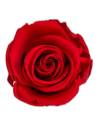 Tête de rose éternelle standard rouge, vue de dessus