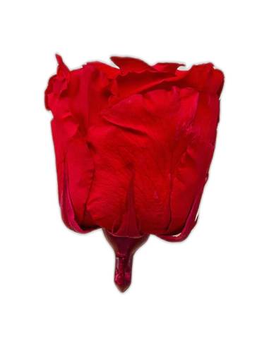 Tête de rose éternelle standard rouge, vue de profil sans tige