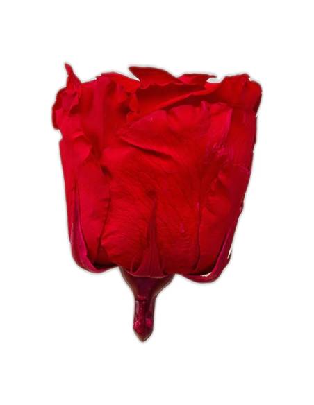 Tête de rose éternelle standard rouge, vue de profil sans tige