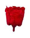 Tête de rose éternelle standard rouge, vue de profil sans tige