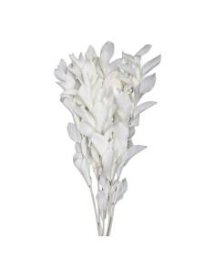 Botte de ruscus stabilisé blanc, tiges droites aux feuilles pointues