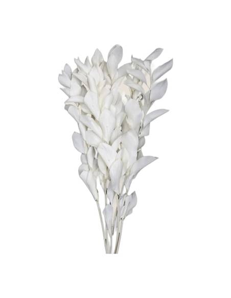 Botte de ruscus stabilisé blanc, tiges droites aux feuilles pointues