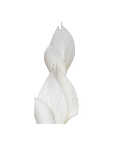 Gros plan sur les feuilles lisses du ruscus stabilisé blanc