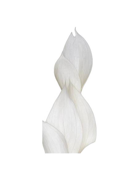 Gros plan sur les feuilles lisses du ruscus stabilisé blanc