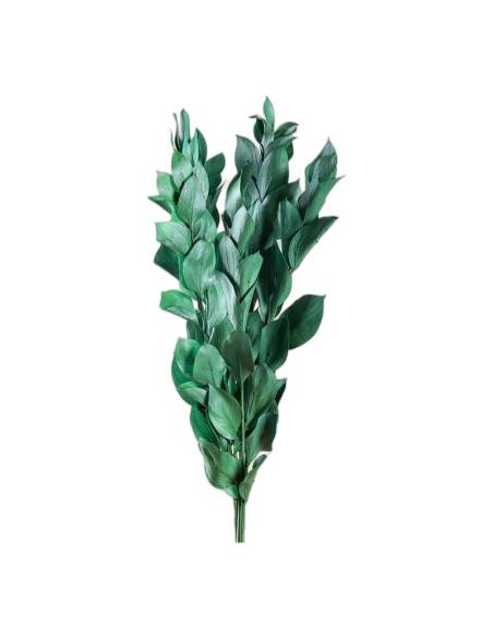 Botte de ruscus stabilisé vert, tiges droites aux feuilles pointues
