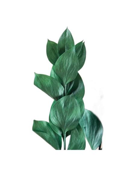 Gros plan sur les feuilles lisses du ruscus stabilisé vert