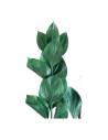 Gros plan sur les feuilles lisses du ruscus stabilisé vert