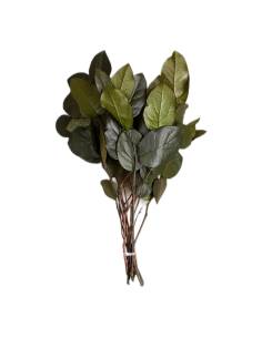 Botte de salal stabilisé vert, larges feuilles ovales brillantes, tiges liées, posée à plat
