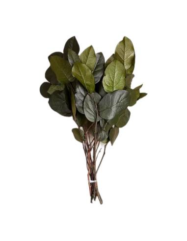 Botte de salal stabilisé vert, larges feuilles ovales brillantes, tiges liées, posée à plat