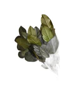 Botte de salal stabilisé vert, larges feuilles ovales brillantes, tiges liées, posée à plat 2