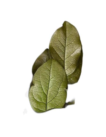 Salal stabilisé, larges feuilles brillantes, vue 3 sur 8