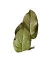 Salal stabilisé, larges feuilles brillantes, vue 3 sur 8