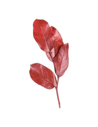 Salal stabilisé, larges feuilles brillantes, vue 6 sur 8