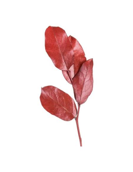 Salal stabilisé, larges feuilles brillantes, vue 6 sur 8