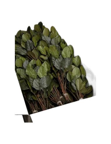 Carton ouvert de salal stabilisé en vrac, bottes de feuilles