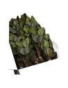 Carton ouvert de salal stabilisé en vrac, bottes de feuilles