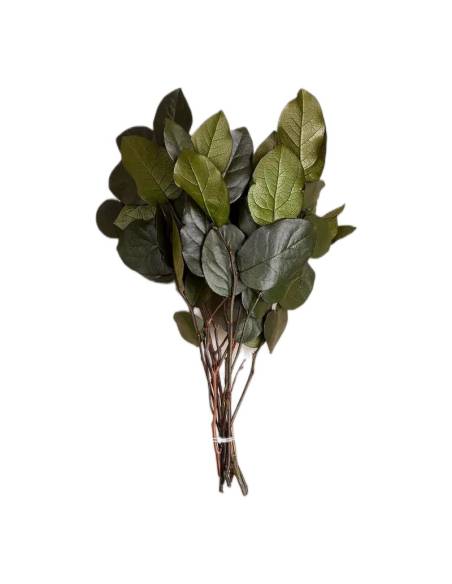 Botte de salal stabilisé ficelée, larges feuilles vert foncé