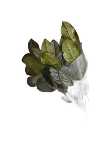 Salal stabilisé, gros plan sur les feuilles vernissées