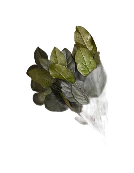 Salal stabilisé, gros plan sur les feuilles vernissées