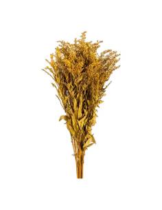 Botte de solidago stabilisé jaune, grappes de petites fleurs et feuilles fines