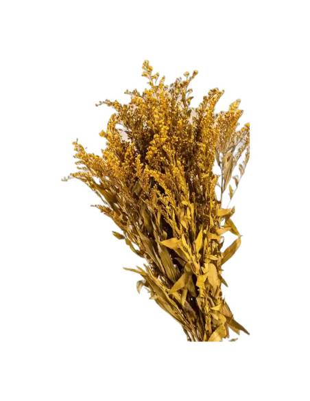 Solidago stabilisé, verge d'or en botte, photo 2 sur 12