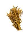 Solidago stabilisé, verge d'or en botte, photo 2 sur 12