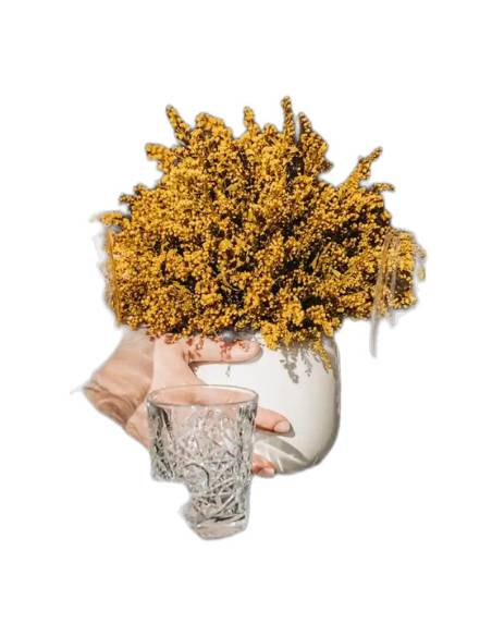 Solidago stabilisé, verge d'or en botte, photo 4 sur 12